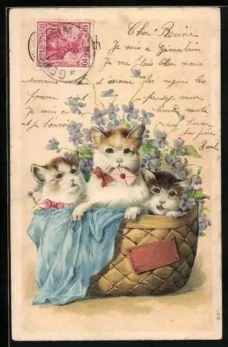Präge-AK Drei kleine Katzen in einem Spankorb, Brief