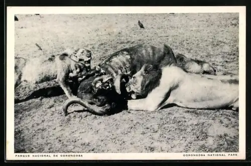 AK Gorongosa, Nationalpark, Löwen beim Zerfleischen eines Büffels