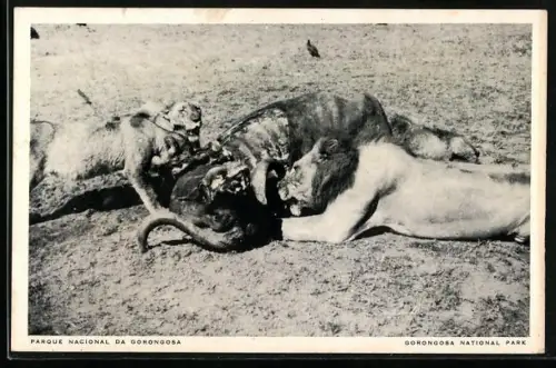 AK Gorongosa, Nationalpark, Löwen fressen einen Büffel