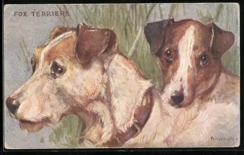 AK Zwei Foxterrier, Portrait