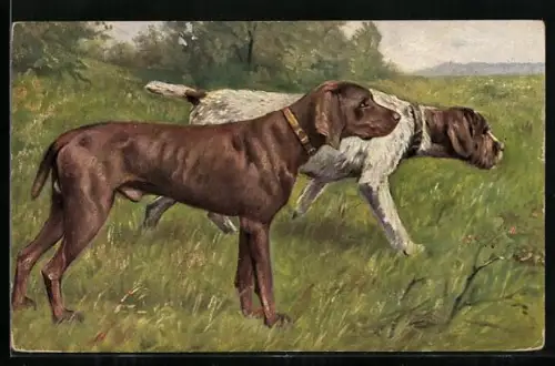 AK Münsterländer mit Gefährte auf der Pirsch