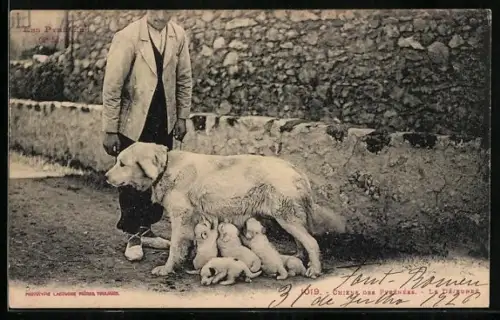 AK Pyrenäenberghund säugt seine Welpen
