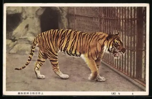 AK Fauchender Tiger vor Gitterstäben