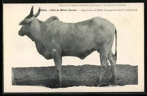 AK Brésil, Etat de Minas Geraes, Specimen de Zébu
