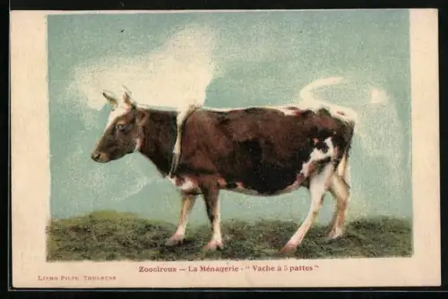 AK Zoocircus, La Menagerie, Vache à 5 pattes
