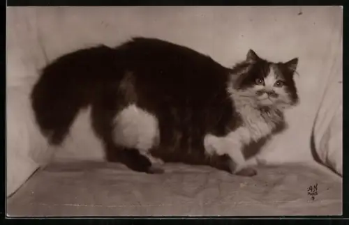 AK Persan Tricolore, Portrait