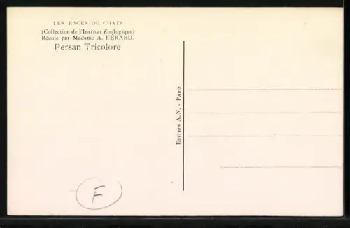 AK Persan Tricolore, Portrait