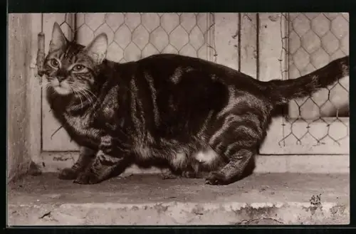 AK Européen-Tabby, Portrait