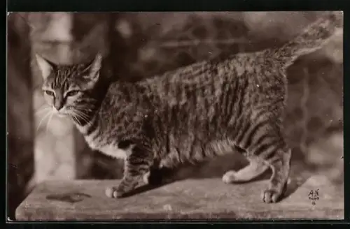 AK Gestreifte Hauskatze auf einer Mauer