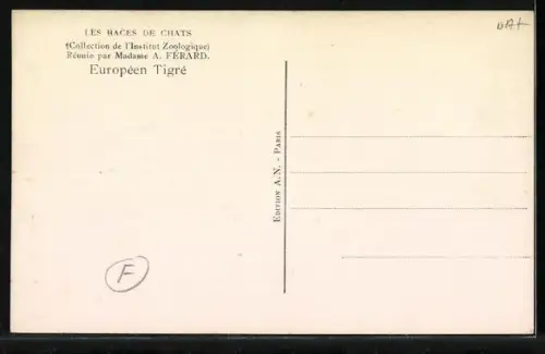 AK Gestreifte Hauskatze auf einer Mauer