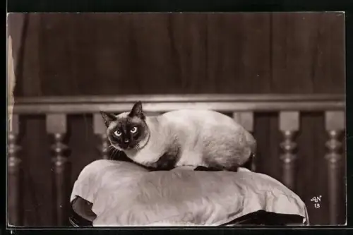 AK Siamois clair, Portrait