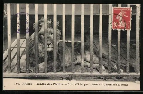 AK Paris, Jardin des Plantes, Lion d`Afrique, Don du Capitaine Boutiq