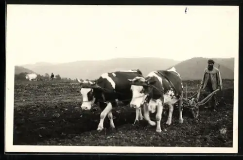 AK Manderscheid, Pflügender Bauer mit Ochsen-Gespann