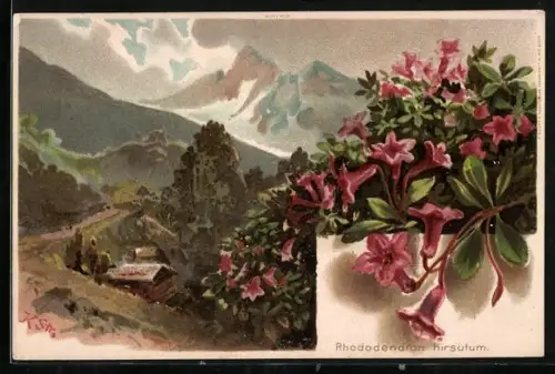 AK Rhododendron hirsutum, Blumen im Gebirge