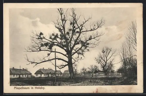 AK Holoby, Mispelbaum