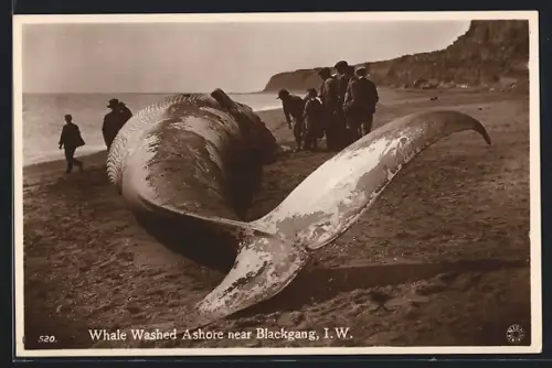 AK Blackgang /I. W., Whale Washed Ashore