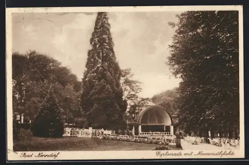 AK Bad Nenndorf, Esplanade mit Mammuthfichte