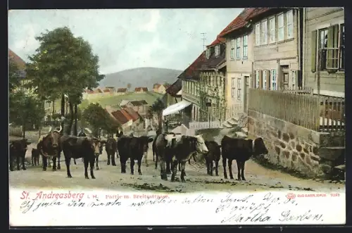 AK St. Andreasberg i. H., Partie mit Breitestrasse, Viehherde, Fachwerkhäuser