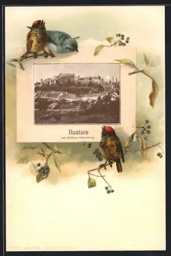 Passepartout-Lithographie Bautzen, Schloss Ortenburg, Singvögel auf Zweigen