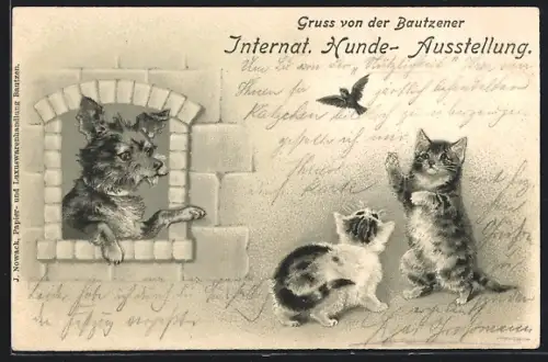 Lithographie Bautzen, Internationale Hunde-Ausstellung, Terrier, Katzen und Vogel
