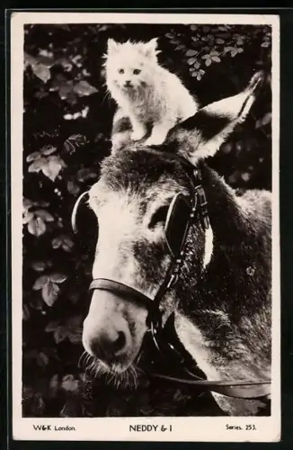 AK Neddy & I, Katze auf dem Kopf eines Esels