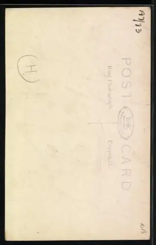 AK Neddy & I, Katze auf dem Kopf eines Esels