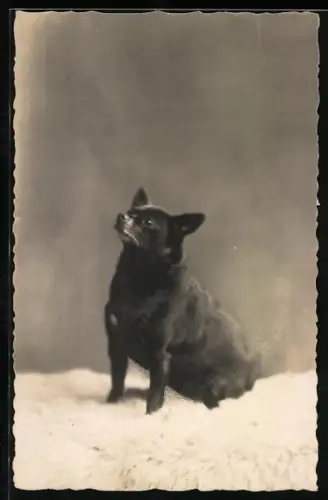 Foto-AK Hund auf einem Fell
