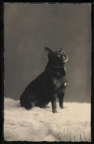 Foto-AK Schwarzer Hund auf einem Fell