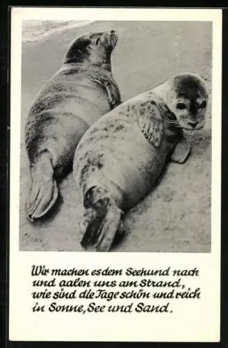 AK Zwei junge Seehunde am Strand