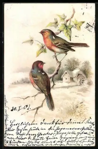 Lithographie Zwei Rotkehlchen im Winter