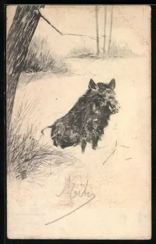 AK Wildschwein in freiem Gelände