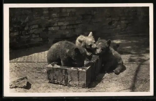 Foto-AK Karlsruhe, Tierpark, Junge Bären