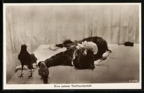 AK Entspannte Katze mit Vögeln und Mäusen