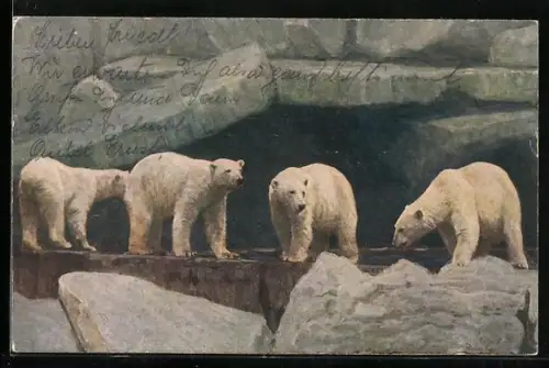 AK Eisbären in ihrem Gehege