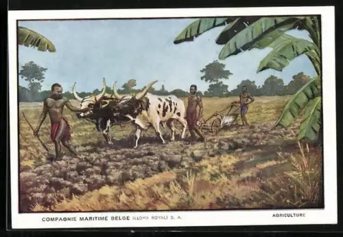 AK Compagnie Maritime Belge, Agriculture