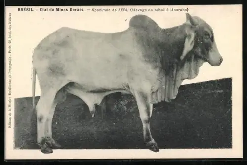 AK Brésil, Etat des Minas Geraes, Specimen de Zébu, élevage de bétail à Uberaba