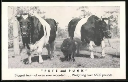 AK Pete and Punk, Biggest team of oxen ever recorded