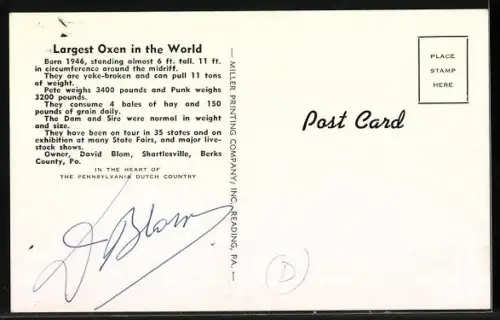 AK Pete and Punk, Biggest team of oxen ever recorded