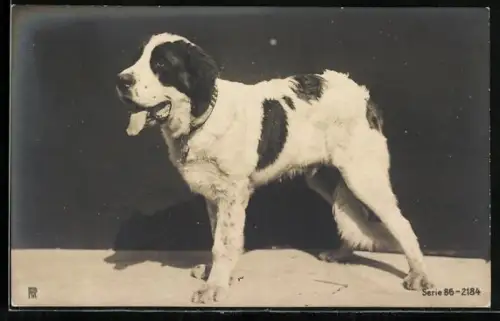 AK Bellender Hund im Sonnenschein