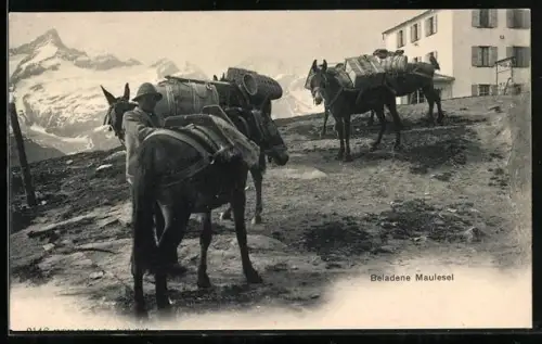 AK Beladene Maulesel vor einem Haus im Gebirge