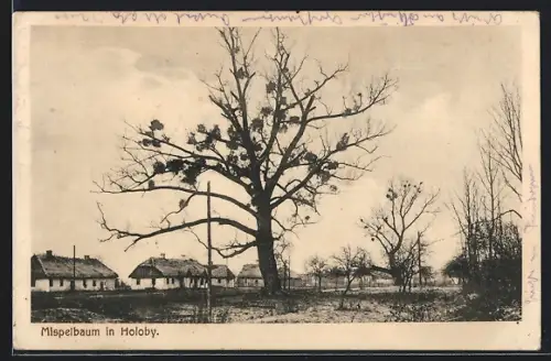 AK Holoby, Mispelbaum