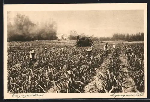 AK Soerabaja, Een jonge riettuin