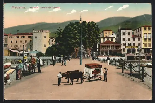 AK Madeira, Avenida Gonsalves Zarco