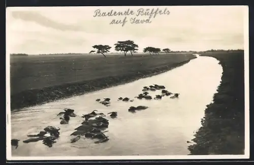 AK Java, Flusspartie mit badenden Büffeln