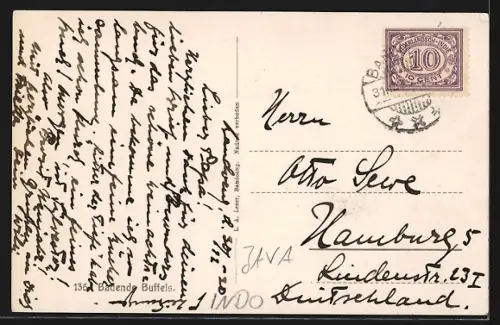 AK Java, Flusspartie mit badenden Büffeln