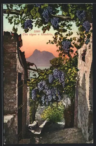 AK Gandria, Una vigna a Gandria