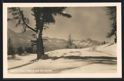 AK Ober-Alpina bei St. Moritz, Panorama mit Bäumen im Schnee
