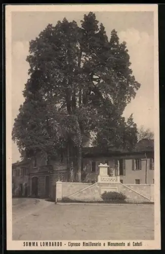 AK Somma Lombardo, Cipresso Bimillenario e Monumento ai Caduti