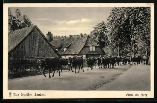 AK Elend im Harz, Heimkehr der Kühe, Bauernhäuser