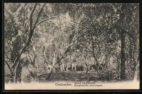 AK Wilde Elefanten im Wald